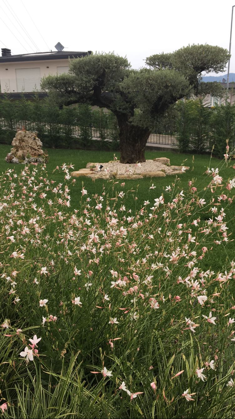 PROGETTAZIONE GIARDINI